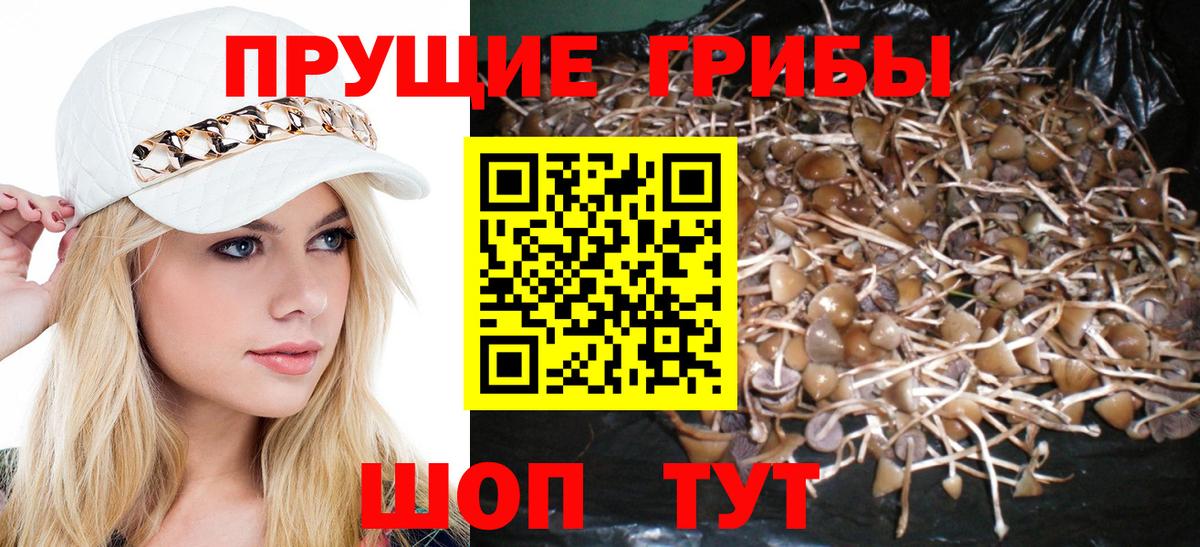 Галлюциногенные грибы Psilocybe Королёв